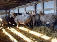 Ram, Sheep — photo 1