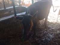 Vache, Bovins — photo 1