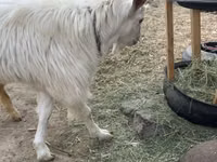 ወንድ ፍየል, Saanen goat — ፎቶ 2