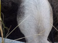 Boar, Pigs — photo 2