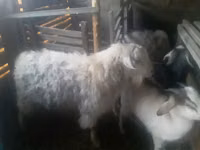 Billy Goat, Alpine goat — photo 2