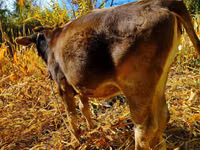 Cow, Alatau breed — photo 2