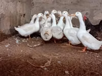 জার্মান পেকিন — ছবি 2