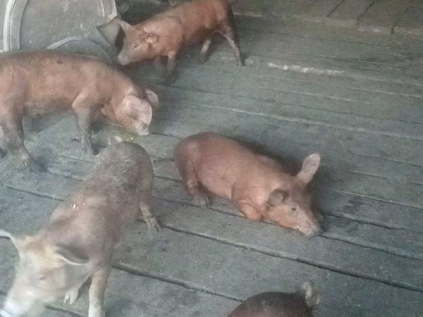 Boar, Pigs