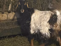 Billy Goat, Goats — photo 1