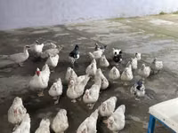 Ducks — снимка 1