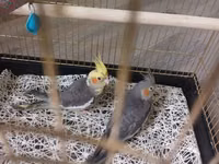 Nimfa (Cockatiel) cütü və qəfəs - Növ: Nimfa (cockatiel) — عکس 1