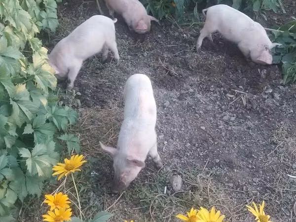 Pigs (batch, sex not specified), Pigs — Kazakhstan