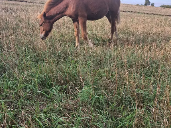 Mare, Horses — Moldova