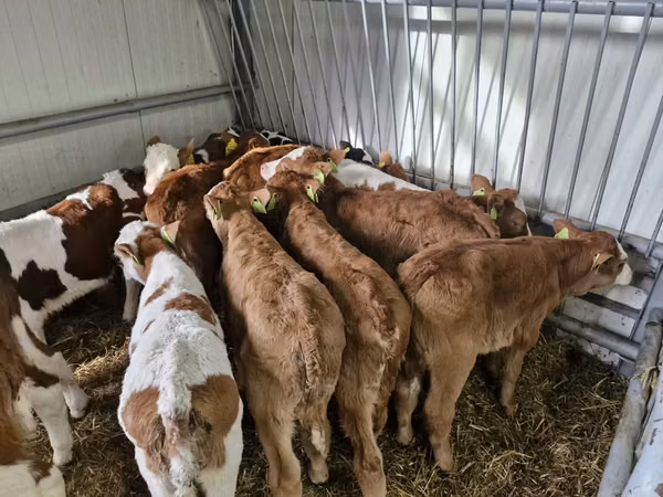 Bull, Simmental cattle — Poland