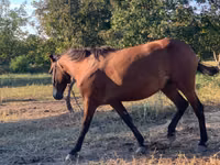 Mare, Horses — photo 5
