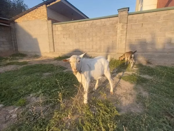 بز نر, Saanen goat — قرقیزستان