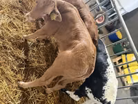 የከብት እንስሳት (ቡድን፣ ጾታ አልተጠቀሰም), Cattle — ፎቶ 1