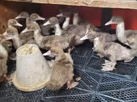 Ducks — foto 2
