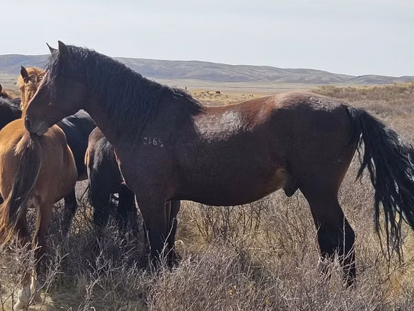 Horse (M), Horses — Kazakhstan