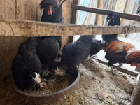 Chickens — foto 1