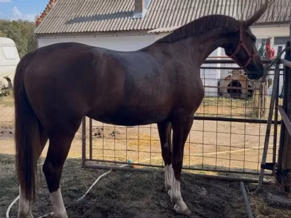 مادیان, Hungarian horse breed — مجارستان