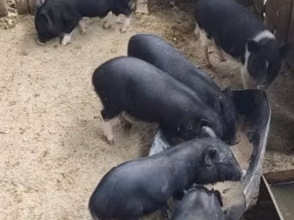 मादा सूअर, 