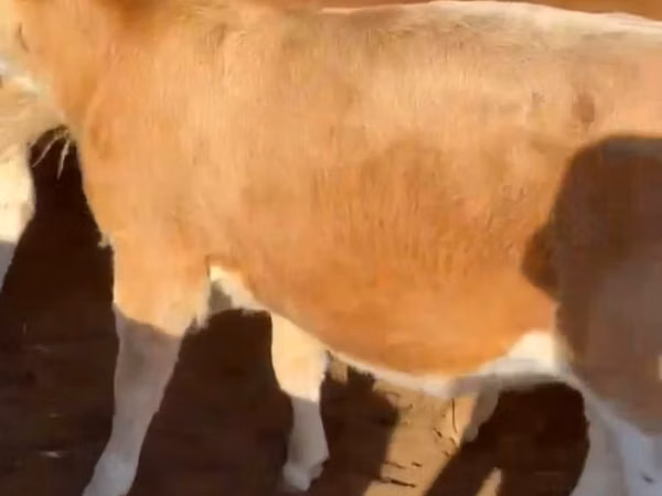ወንድ በሬ, Auliekol breed