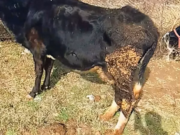 Vaca, Ganado vacuno — Kazajistán
