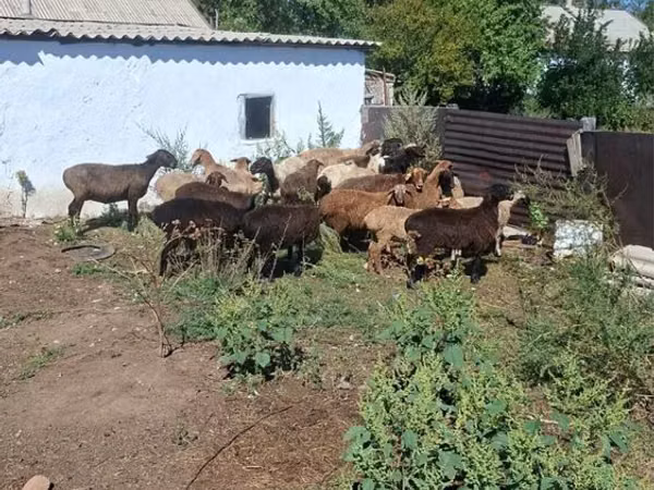Ram, Sheep — Kazakhstan