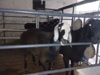 公羊, Sheep — 照片 4