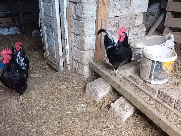 Chickens — آذربائیجان