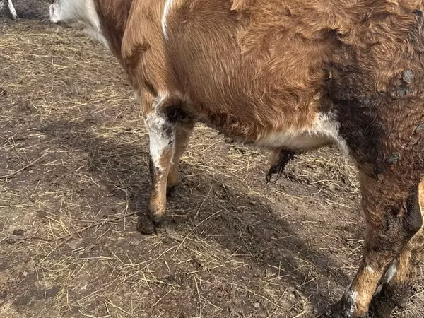 Bull, Simmental cattle
