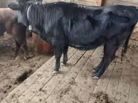 Cattle (batch, sex not specified), Aberdeen-Angus — photo 1