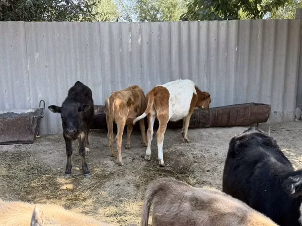 Cow, Russian Black pied cattle — Kyrgyzstan