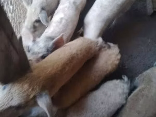 Boar, Pigs — Hungary