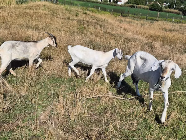 Kambing betina, Goats — Moldova