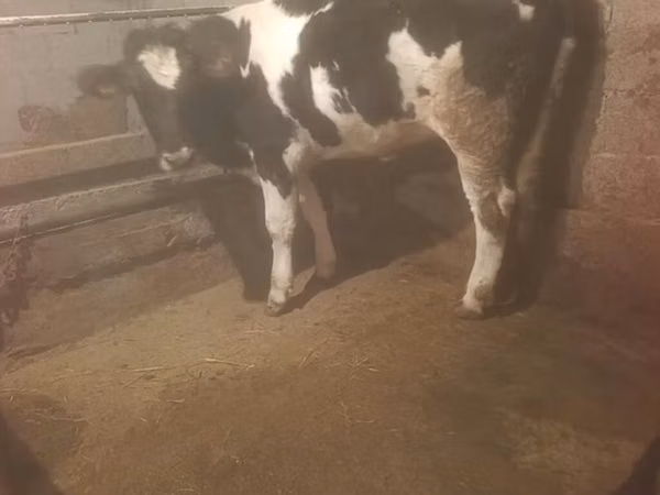Tehén, Russian Black pied cattle
