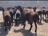 میش, Hissar sheep — عکس 1