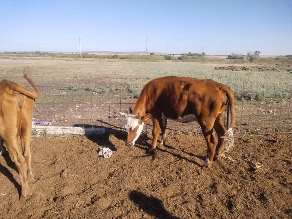 Cow, Simmental cattle — Kazakhstan