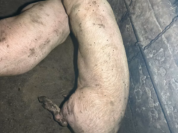 Boar, Pigs — Moldova