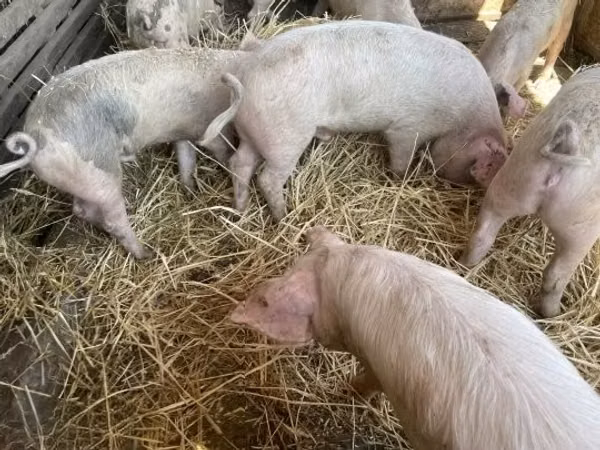 Boar, Pigs — Hungary