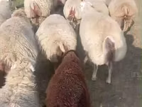 Ido, Sheep — sawirka 4