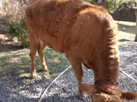 Cow, Swiss cattle — photo 5