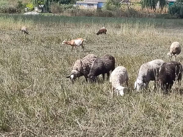 Får, Romanov sheep