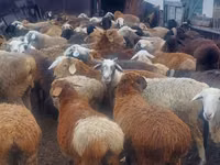 Ram, Sheep — photo 2