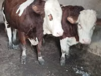 公牛, Simmental cattle — 照片 2