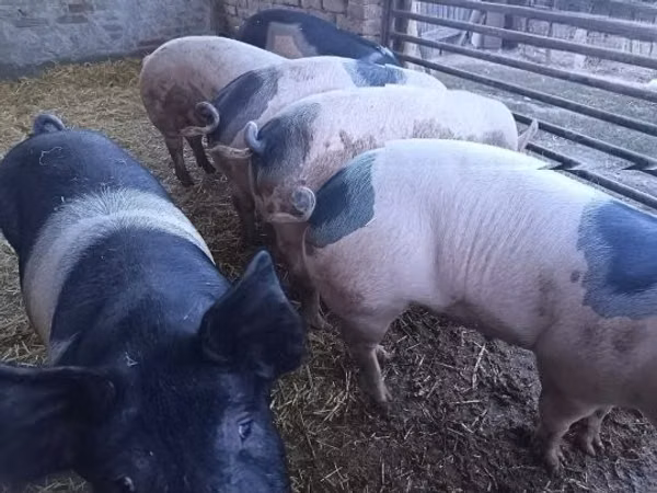 Pigs (batch, sex not specified), Pigs — Hungary