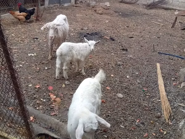 Cabra, Cabras