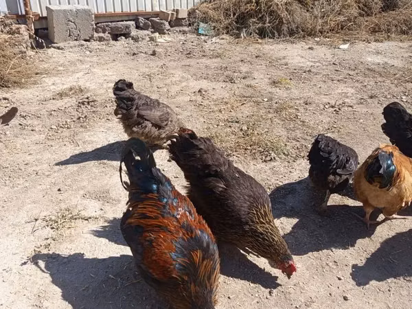 Chickens — Kyrgyzstan