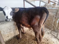 Bull, Swiss cattle — photo 4