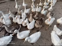 Geese — foto 1