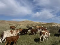 Гов, Simmental cattle — акс 1