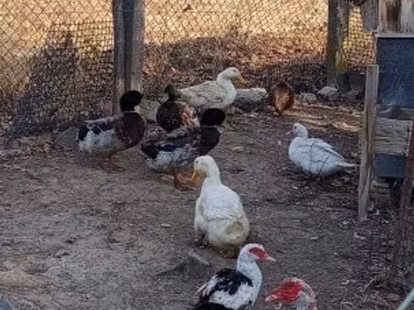 Ducks