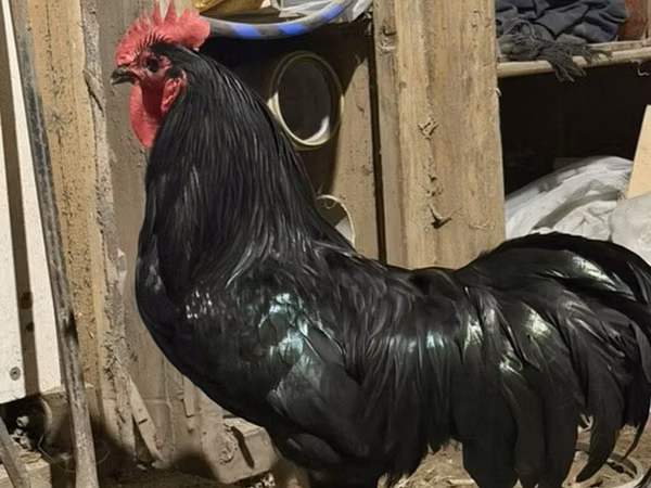 Chickens — Asarbajan